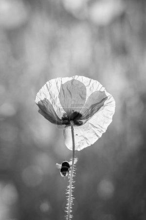 Photo for Black and white shot of a poppy and a flying bumblebee - Royalty Free Image