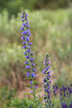 Adder's Head - Echium - Blue Wildflower