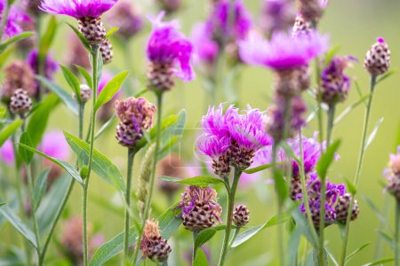 Photo for Knapweed - summer meadow with wildflowers - Royalty Free Image