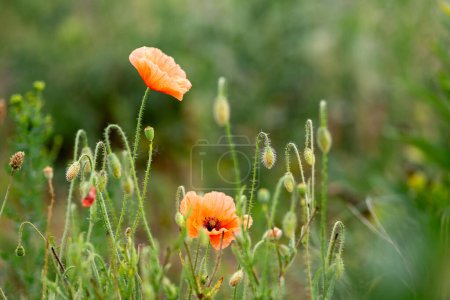 Photo for Poppies and poppy buds - spring meadow - Royalty Free Image