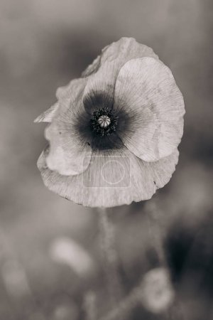 Photo for Portrait of a poppy / black and white photo - Royalty Free Image