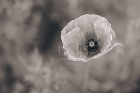 Photo for Portrait of a poppy / black and white photo - Royalty Free Image