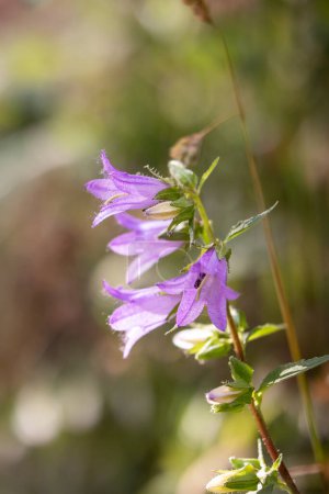 Photo for Nettle-leaved bellflower in the forest - Campanula trachelium - Royalty Free Image