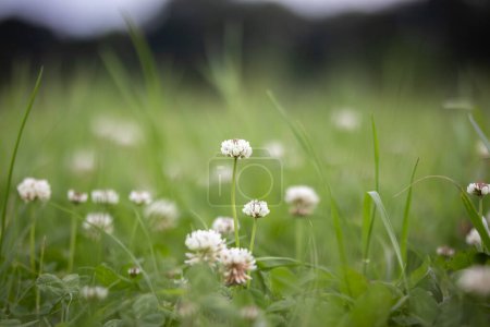 Prairie printanière - fleurs de trèfle dans l'herbe verte luxuriante