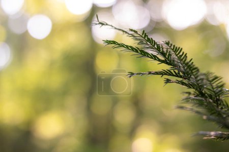 Photo for Nature background image - blurred fir branch with beautiful forest bokeh - Royalty Free Image