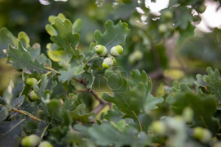 Oak tree branches with green leaves and fruits in focus