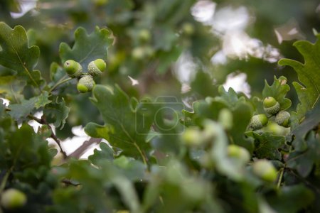 Photo for Oak tree branches with green leaves and fruits in focus - Royalty Free Image