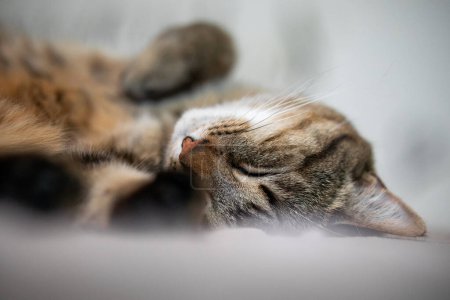 Photo for Cute cat lies on side and sleeps - Royalty Free Image