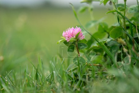 Photo for Meadow clover - pink flowers on a green background - Trifolium pratense - Royalty Free Image