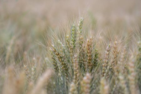 Photo for Cornfield - wheat in detail - Royalty Free Image