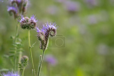 Tansy phacelia - wildflower meadow -Phacelia tanacetifolia