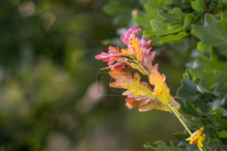Foto de Rama de un roble común con hojas coloridas - Quercus robur - Imagen libre de derechos