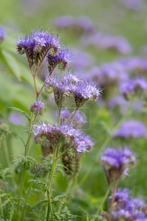 Photo for Tansy phacelia - wildflower meadow -Phacelia tanacetifolia - Royalty Free Image