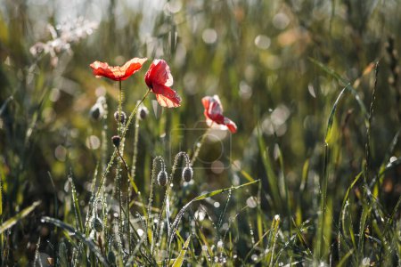 Photo for Poppies shine in the tall grass -Papaver rhoeas - Royalty Free Image