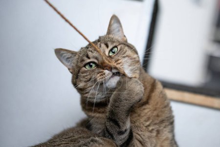 Photo for Cat plays with a rope and looks into the camera - Royalty Free Image