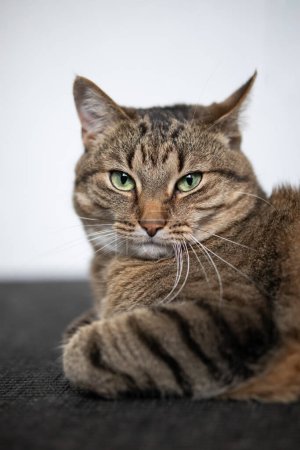 Photo for Cat lies relaxed and looks into the camera - Royalty Free Image