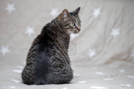 Photo for Cat sits with his back to the camera and looks to the side - Royalty Free Image