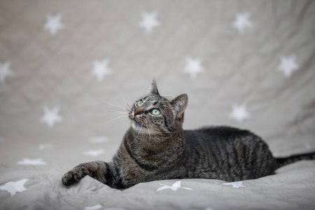 Photo for Cat portrait with a neutral background - Royalty Free Image