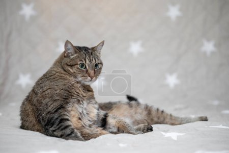 Photo for Cat portrait with a neutral background - Royalty Free Image