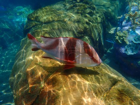 Photo for An underwater photo of a Hogfish swimming among the rock and coral reef. - Royalty Free Image