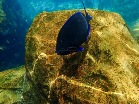 Photo for An underwater photo Surgeonfish swimming near a rock and coral reef underwater. - Royalty Free Image