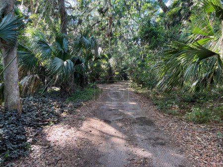 Téléchargez les photos : Le sentier pédestre dans Trimble Park à Mount Dora, Floride par une journée ensoleillée. - en image libre de droit