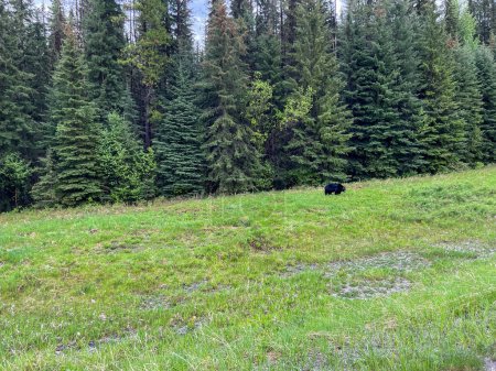 Téléchargez les photos : Un ours noir dans un champ le long de la route dans le parc national Kootenay au Canada par une belle journée. - en image libre de droit