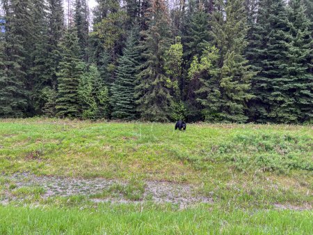 Téléchargez les photos : Un ours noir dans un champ le long de la route dans le parc national Kootenay au Canada par une belle journée. - en image libre de droit