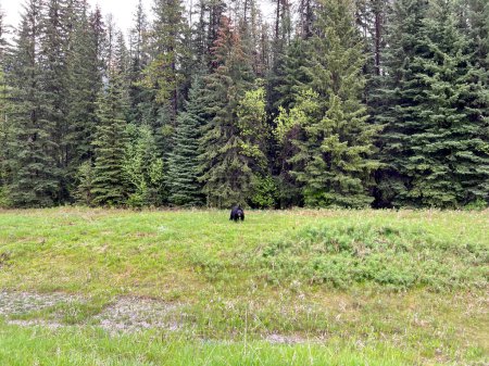 Photo for A black bear in a field along the road in Kootenay National Park in Canada on a beautiful day. - Royalty Free Image