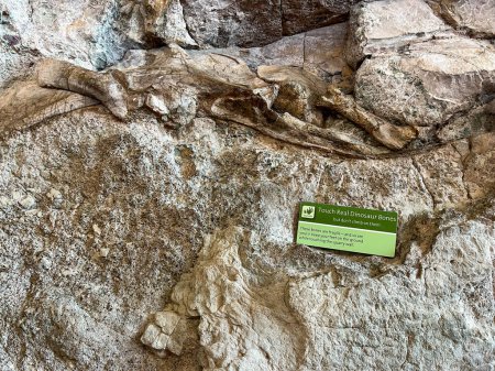 Photo for Vernal, UT USA - June 7, 2023:  Ancient Dinosaur bones embedded in rock in an exhibit at Dinosaur National Monument near Vernal, UT. - Royalty Free Image