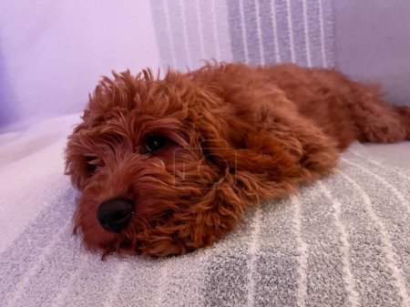 A beautiful red Cavapoo puppy laying on a couch.