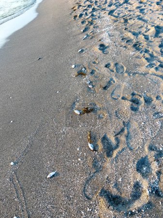 Dead fish on a beach due to a red tide algae bloom in the Florida Gulf of Mexico.