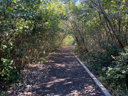 The hiking trails in Hugh Taylor Birch State Park near the beach at Ft. Lauderdale, Florida on a sunny winter day.