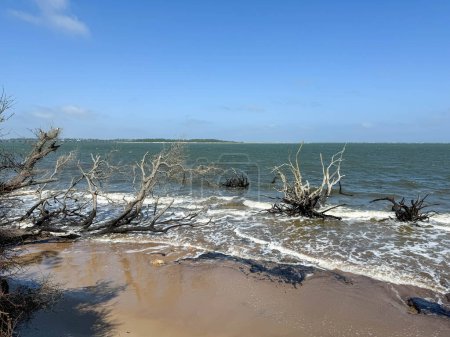 Téléchargez les photos : Amelia Ialand, FL États-Unis - 4 octobre 2023 : Boneyard Beach près de Amelia Island, Floride États-Unis par une journée ensoleillée. - en image libre de droit