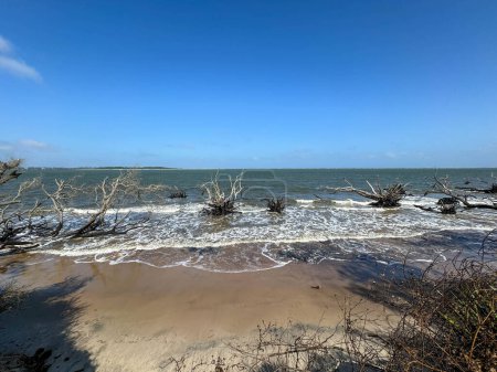 Amelia Ialand, FL USA - October 4, 2023:  Boneyard Beach near Amelia Island, Florida USA on a bright sunny day.