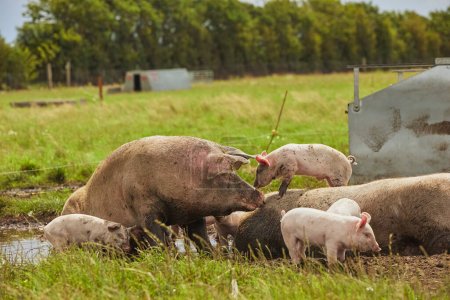 Téléchargez les photos : Exploitation porcine écologique sur le terrain au Danemark. Semer embrasse un porcelet. - en image libre de droit