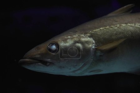 Photo for Old blind fish close up in dark waters in Denmark. Underwater photo. - Royalty Free Image