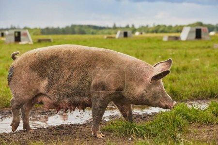 Öko-Schweinemast auf dem Feld in Dänemark. 