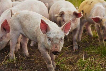Téléchargez les photos : Exploitation porcine écologique sur le terrain au Danemark. Porcelets mignons dans le pâturage. - en image libre de droit