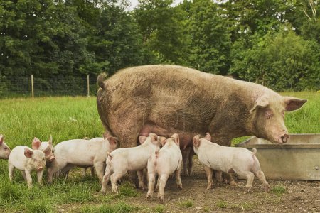 Öko-Schweinemast auf dem Feld in Dänemark. Ferkel saugen Milch.