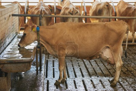 Jersey cow drinks water on a farm in Denmark.