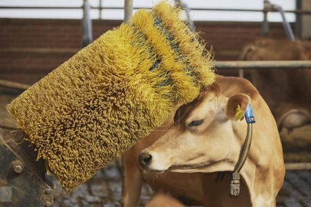 A funny Jersey cow scratches against a brush on a farm in Denmark.