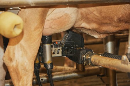 Milking robot on a modern cow farm in Denmark. Close-up.
