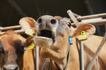 Mignon curieux Jersey vache dans une ferme au Danemark.