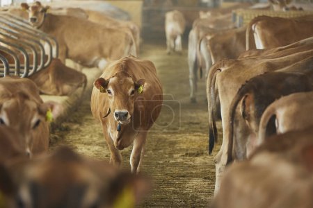 Mignonnes vaches Jersey dans une ferme au Danemark.