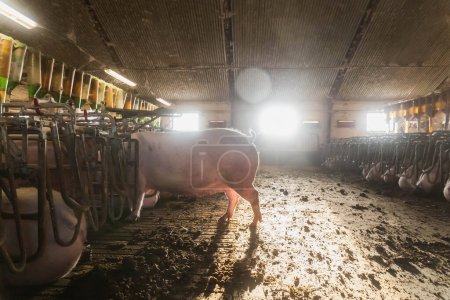 Téléchargez les photos : Aube à l'ancienne exploitation porcine au Danemark. - en image libre de droit