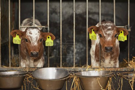 Charming calves on a modern farm in Denmark.