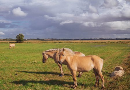 Hermosos caballos de pura raza con potro pastando en el prado al atardecer.