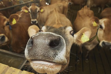 Jolies vaches curieuses Jersey dans une ferme moderne au Danemark. Gros plan.