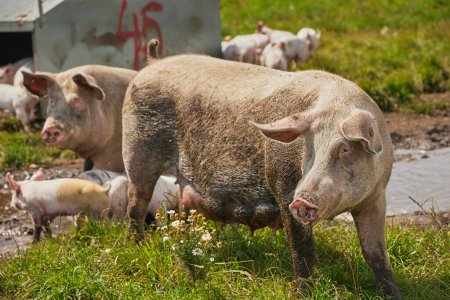 Eco pig farm in the field in Denmark. 